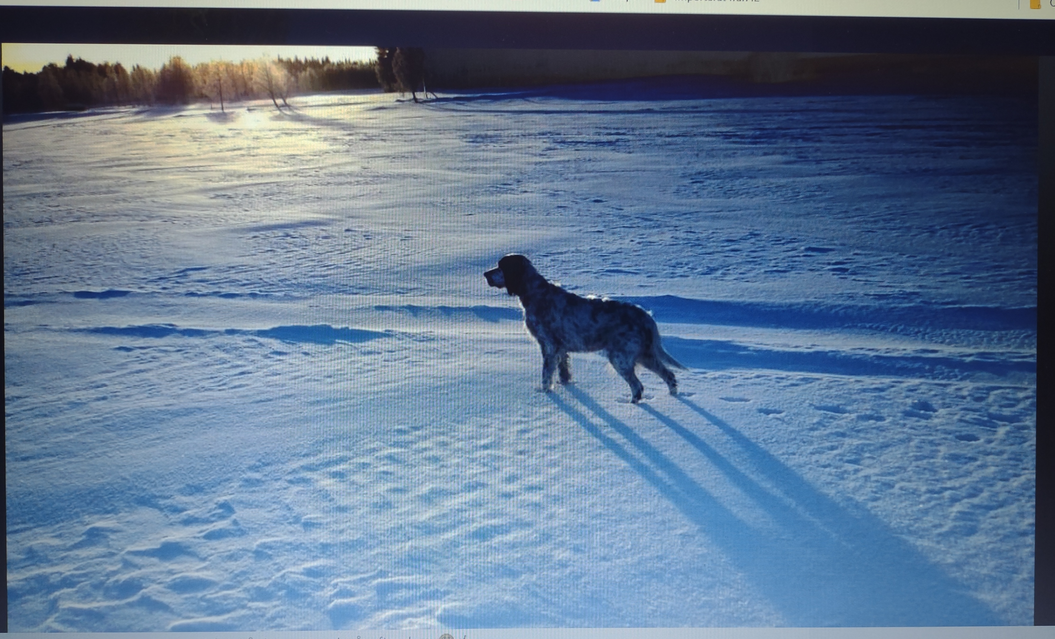 Hundbild från Kalix älv.jpg