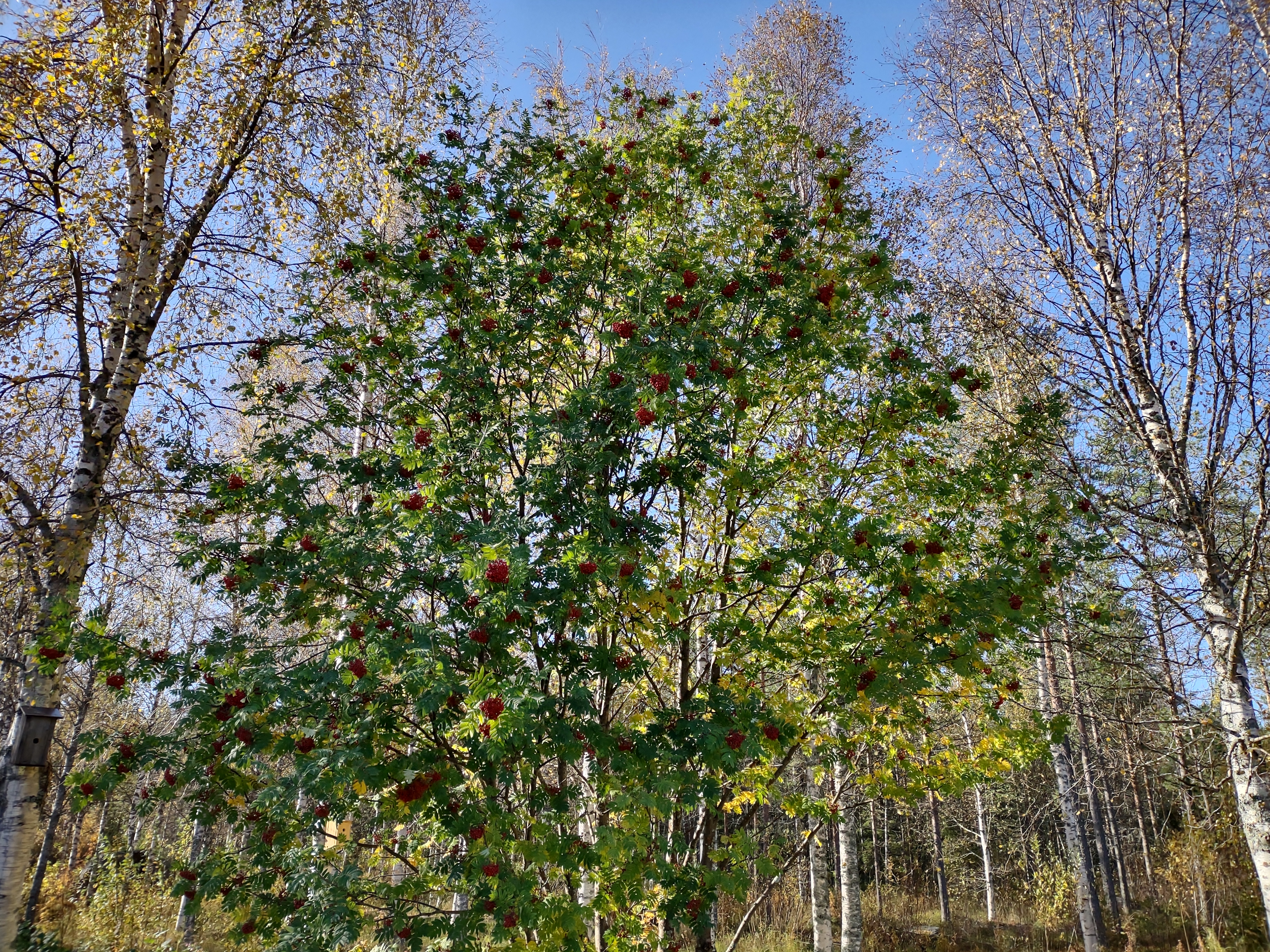 IMG_20200922_112453567_HDR.jpg