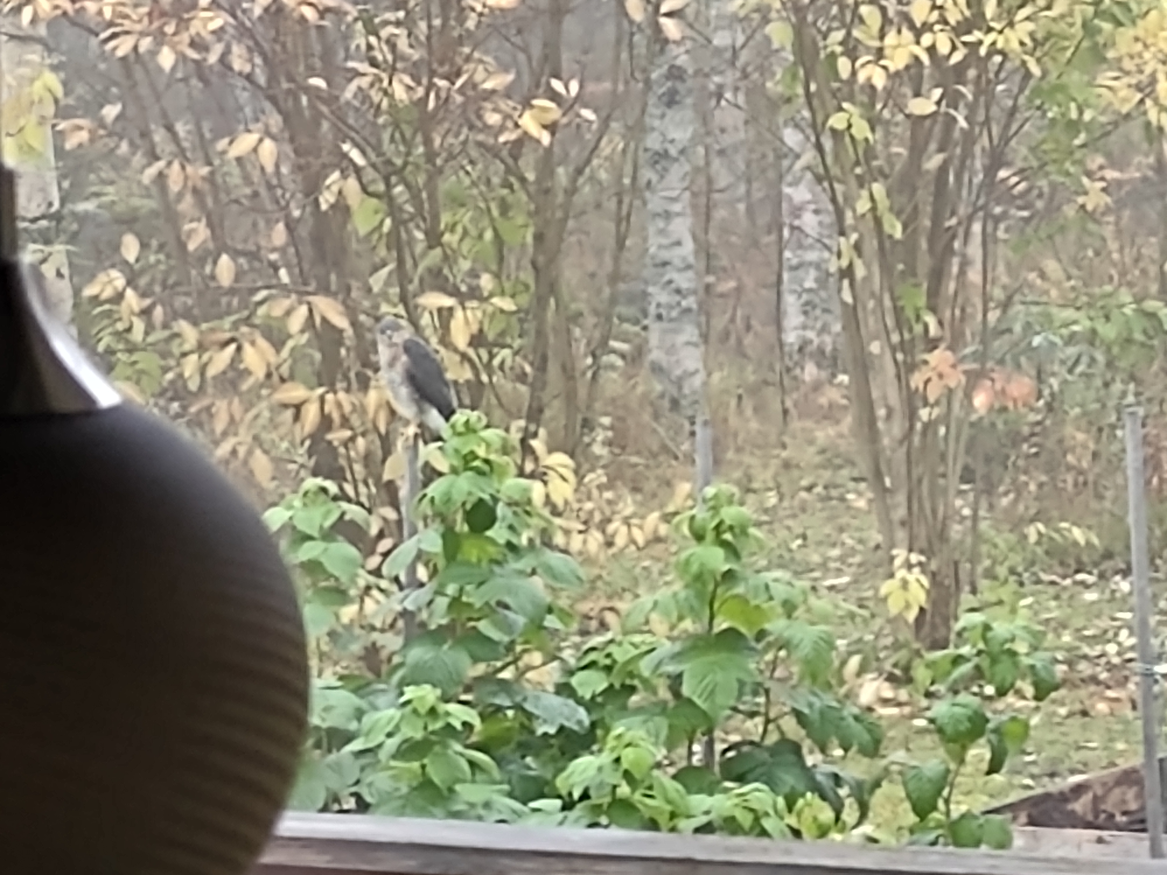 IMG_20200929_093042881.jpg