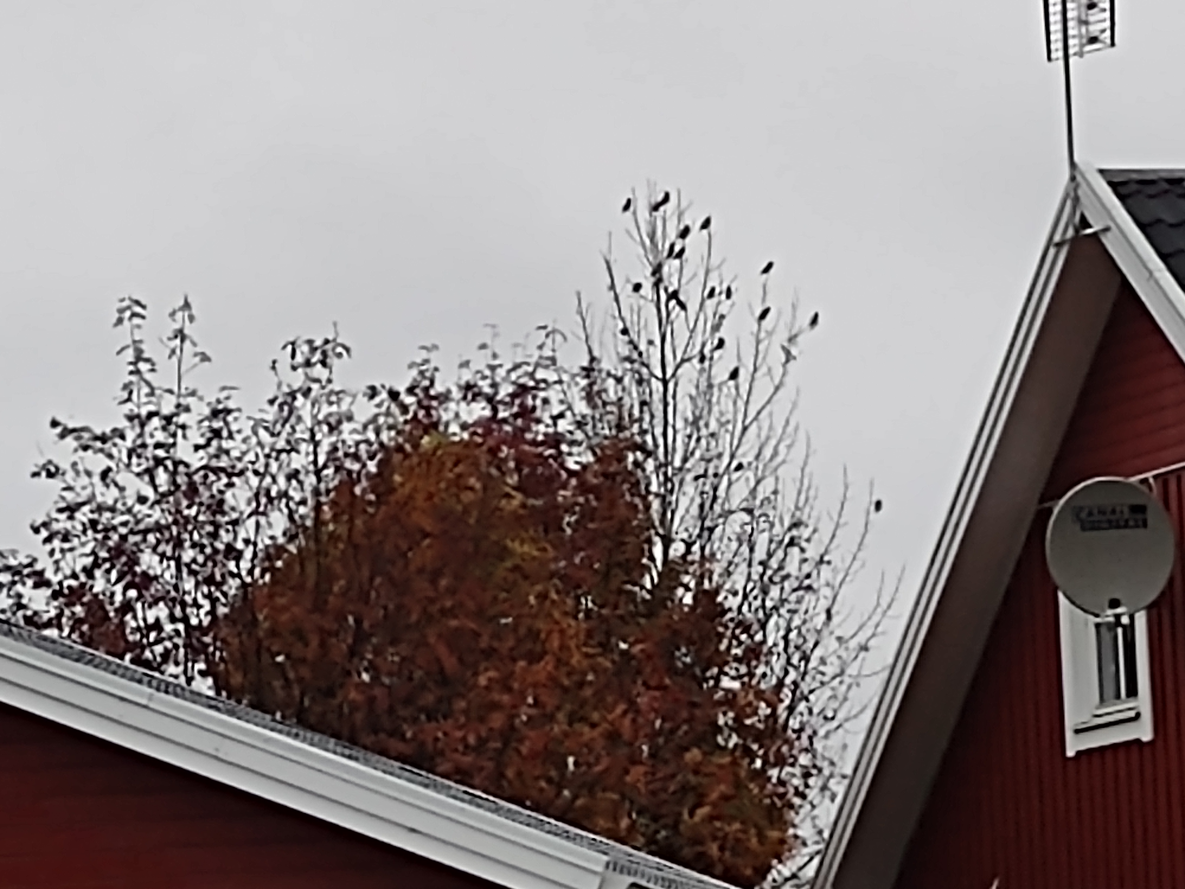 IMG_20201003_083726651_MP.jpg