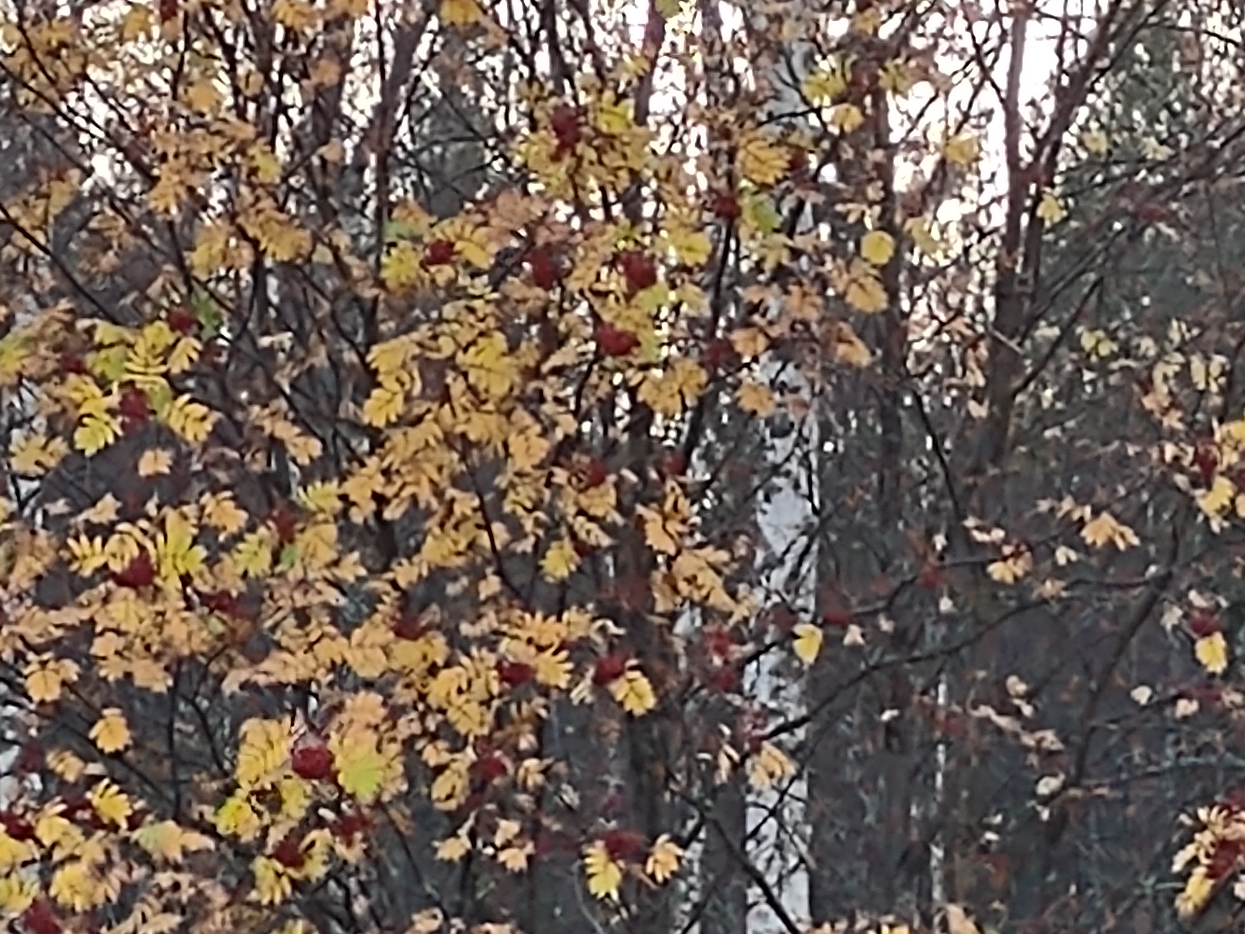 IMG_20201003_171908084.jpg