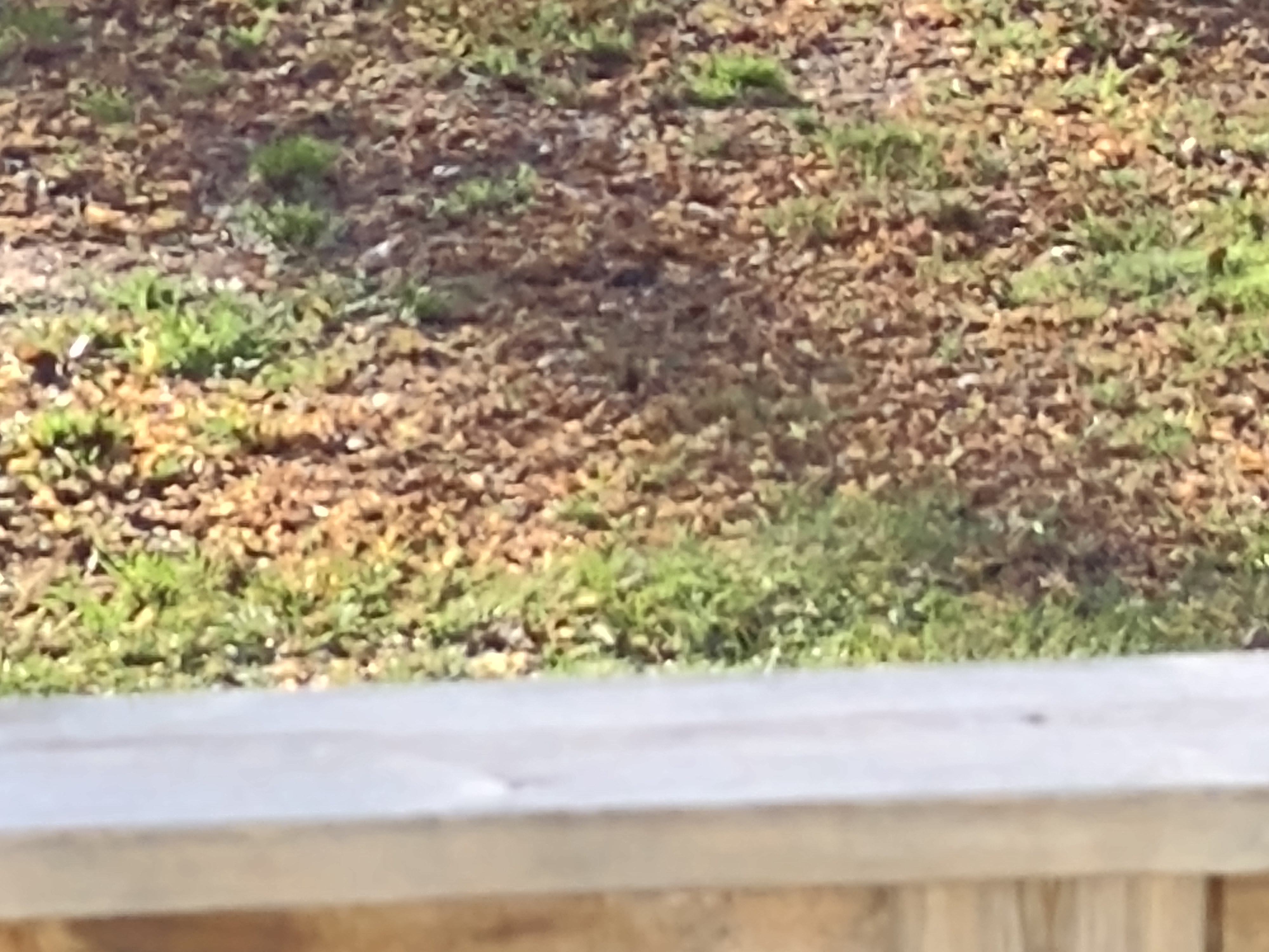 IMG_20201013_121105412.jpg