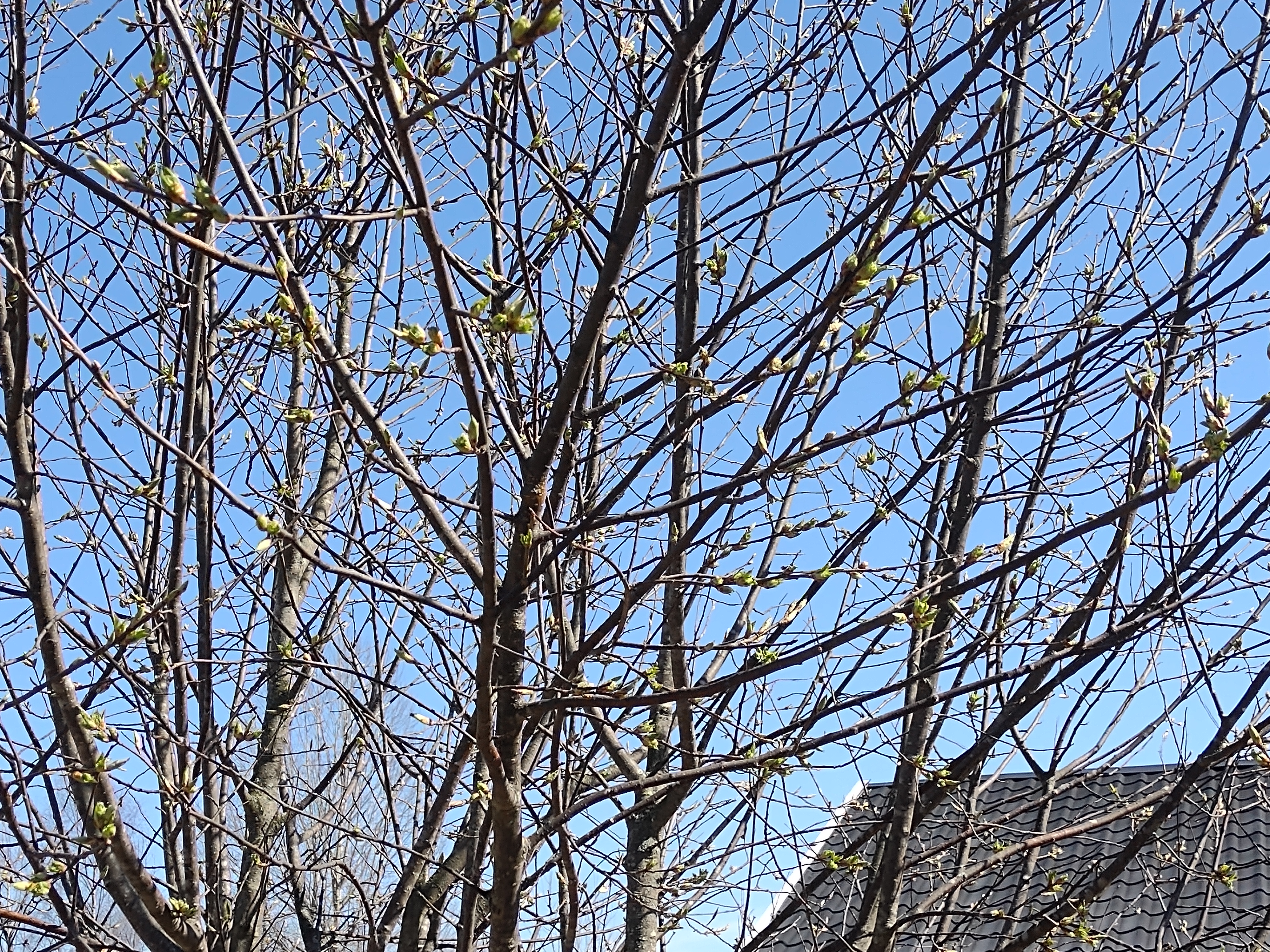 IMG_20210513_120143744.jpg