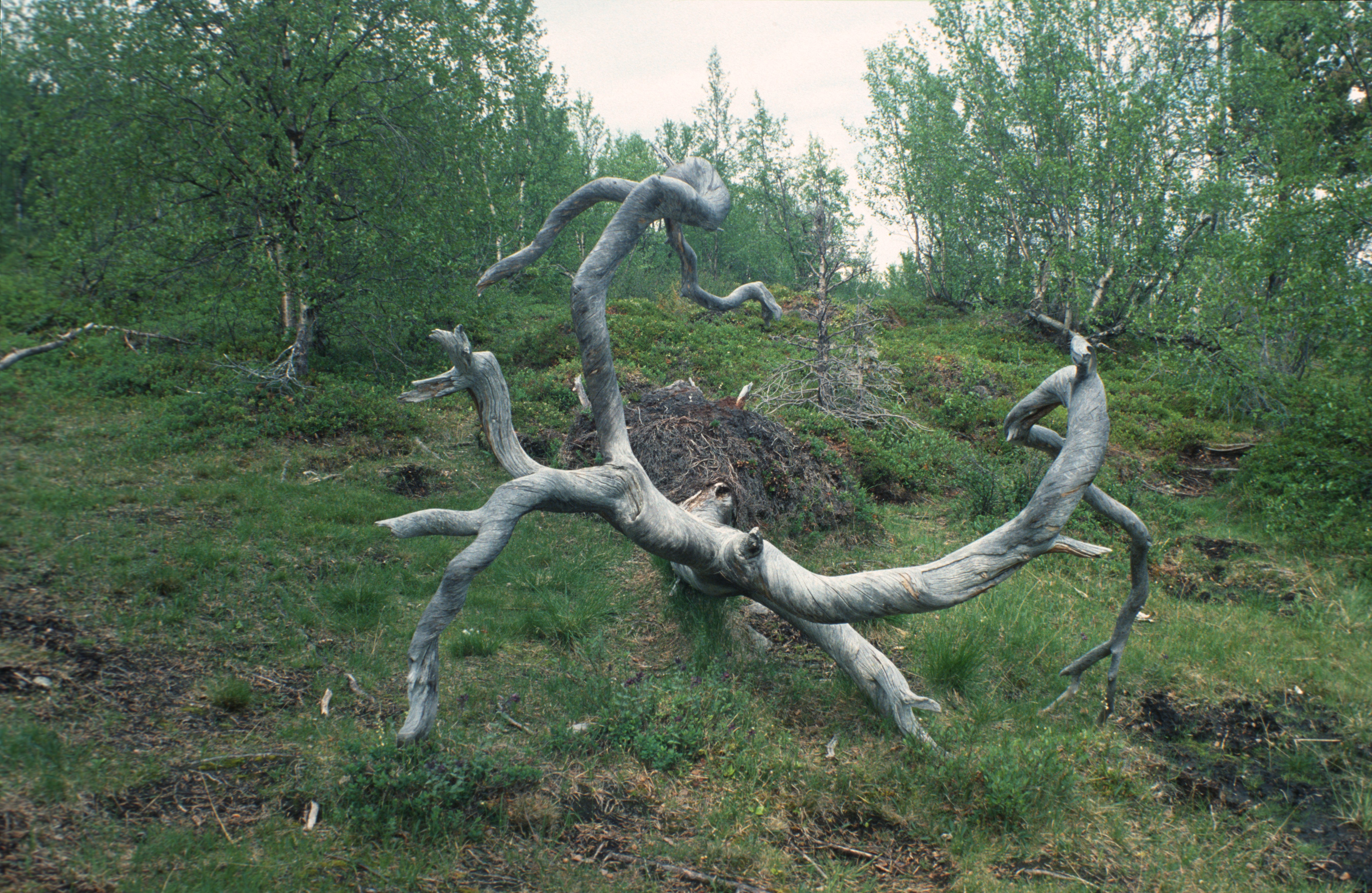 träd.jpg