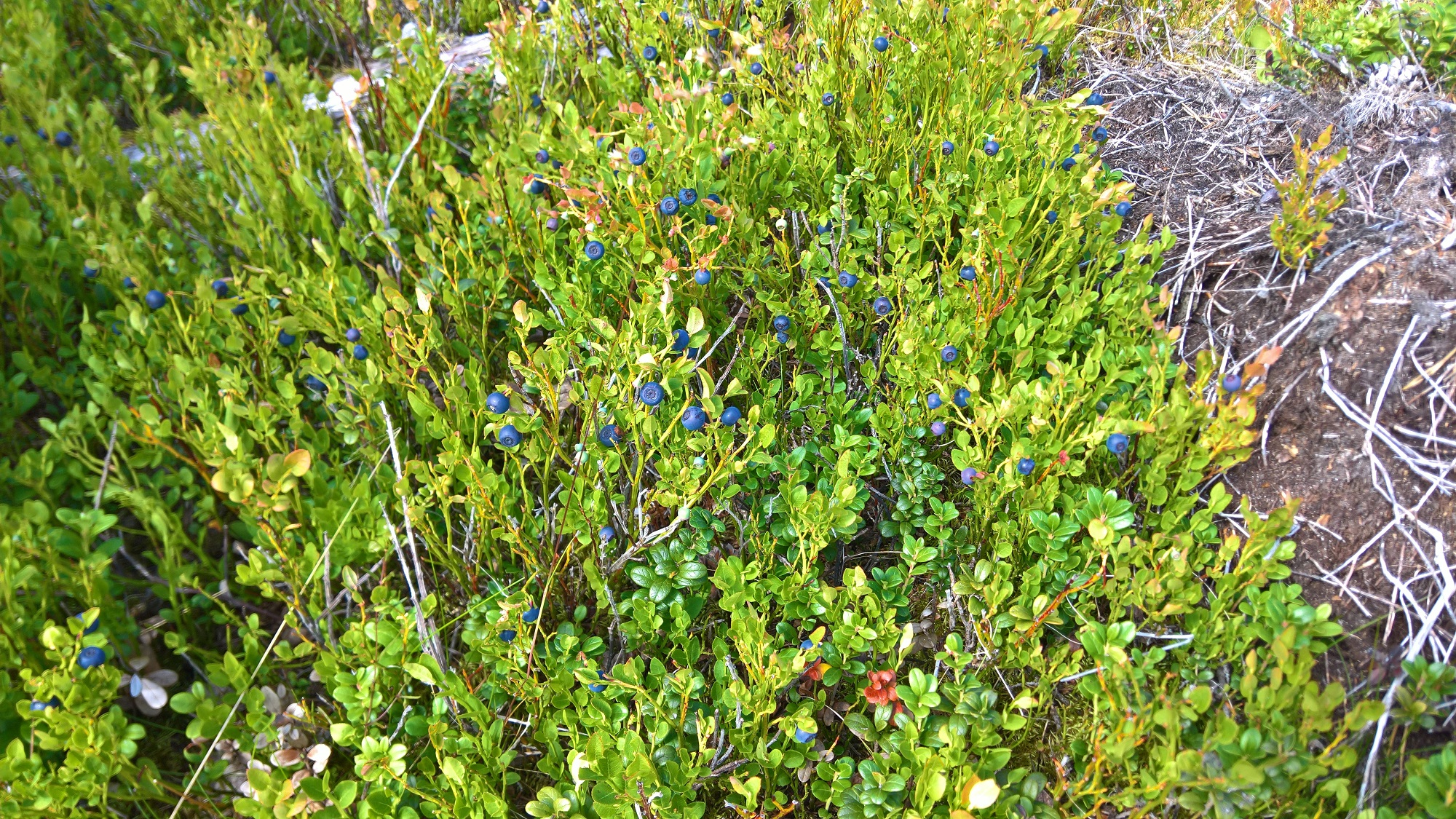 WP_20200720_09_42_44_Pro_LI.jpg