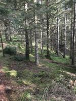 flytillskogen