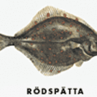 Rødspætte