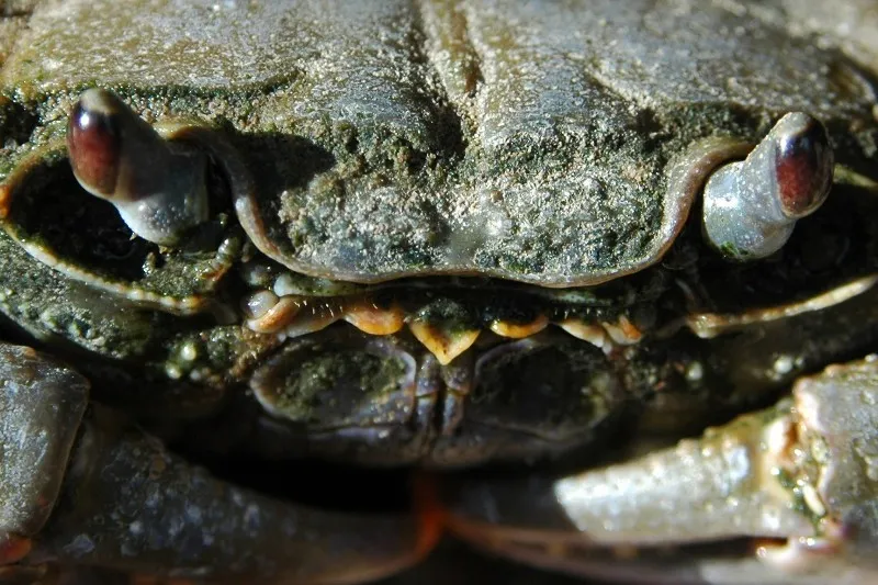 Klicka för att förstora