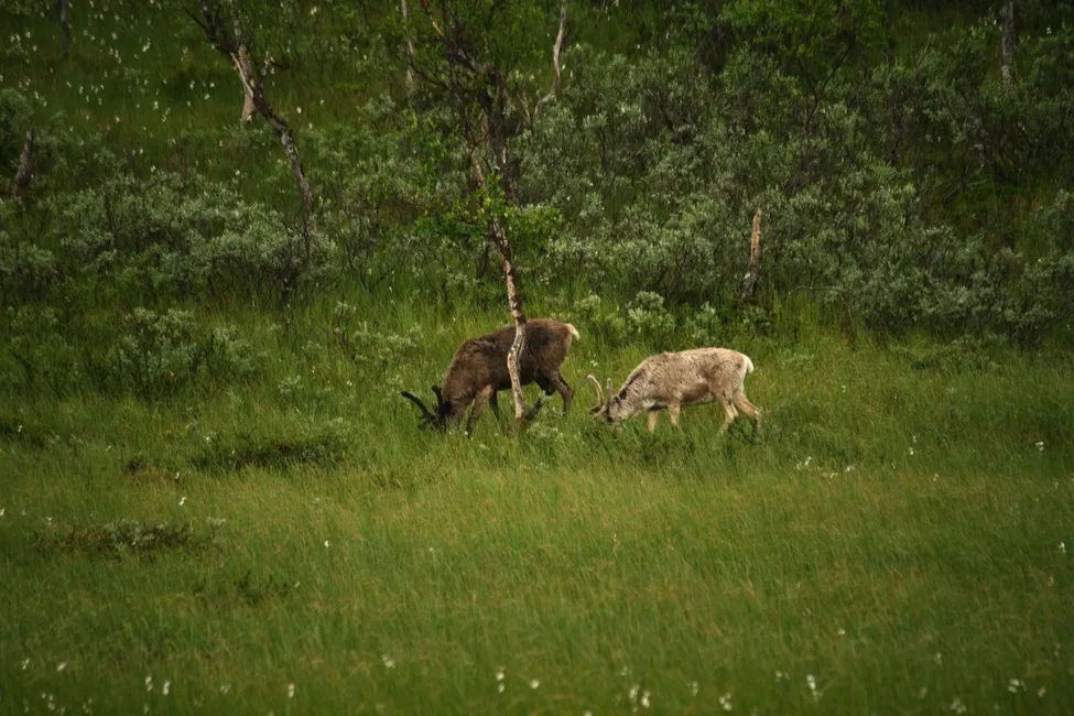 Klicka för att förstora