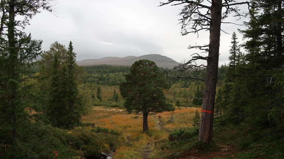 Klicka för att förstora