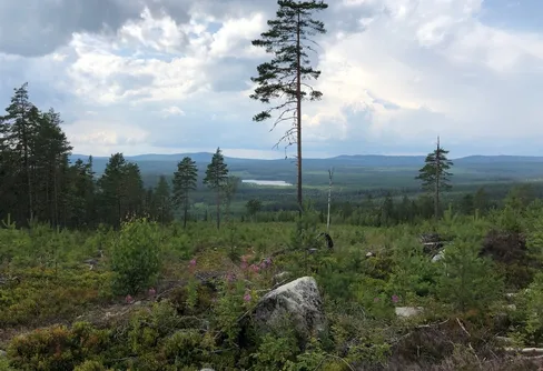 Sommarens strapatser och äventyr