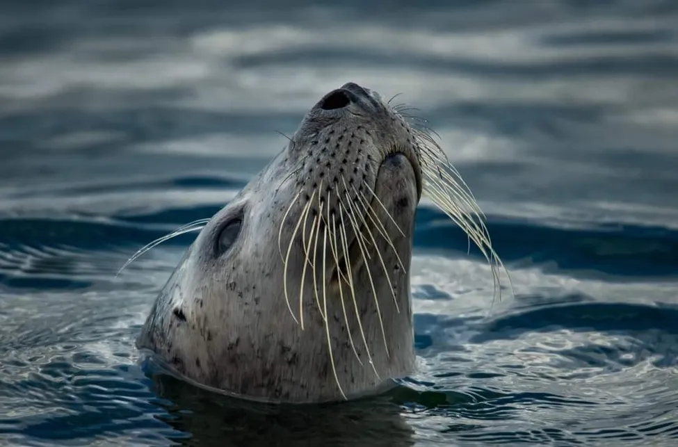 Klicka för att förstora