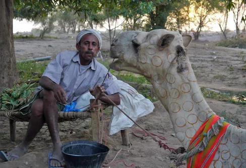 Expedition Jemen Med Kamel: Med riktning mot Wadi Zabid