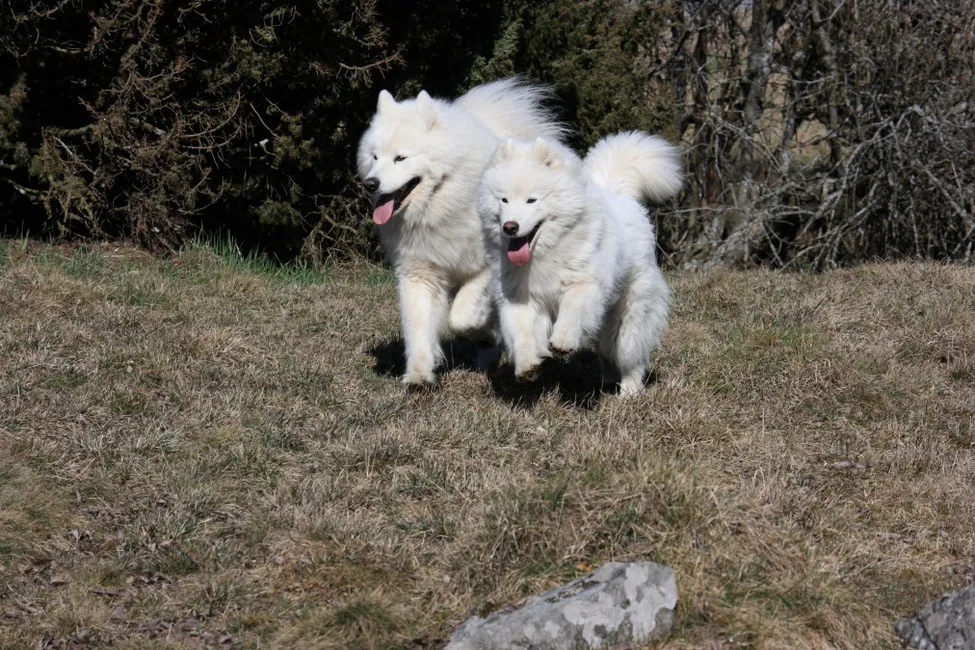 Klicka för att förstora