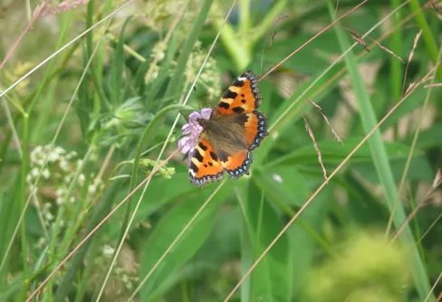 Djupdalens mäktiga skogar