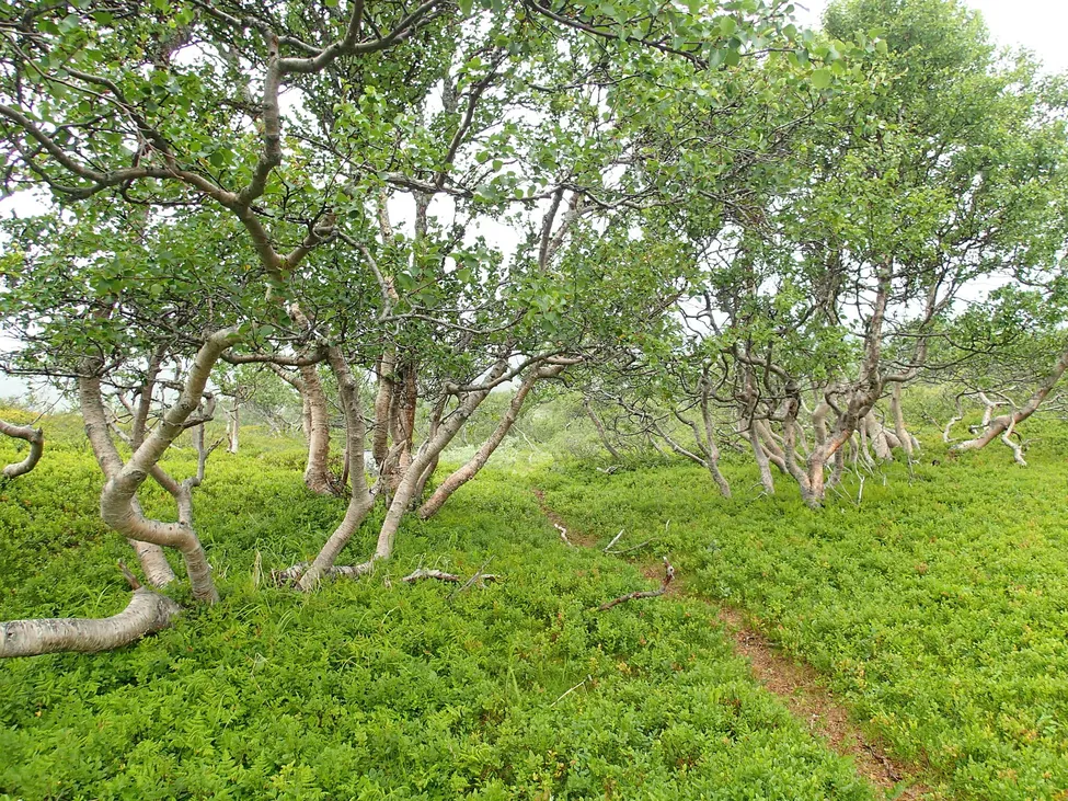 Klicka för att förstora