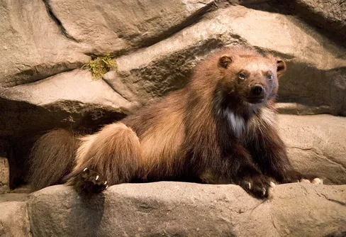 Färre järvar inventerade i år