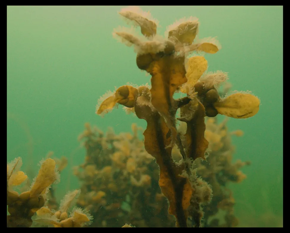 Klicka för att förstora