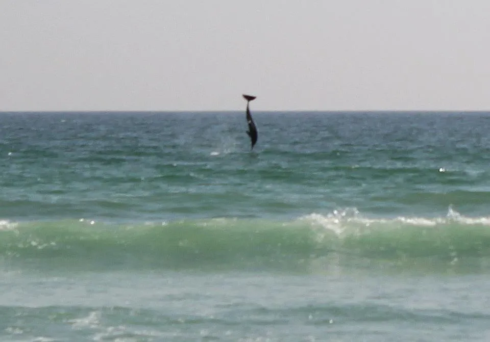 Klicka för att förstora