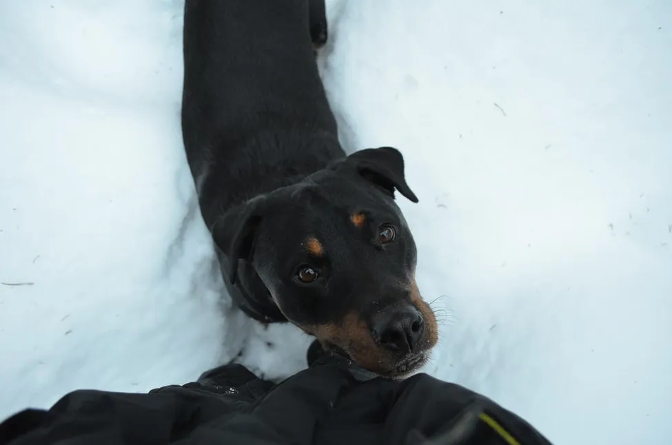 Klicka för att förstora