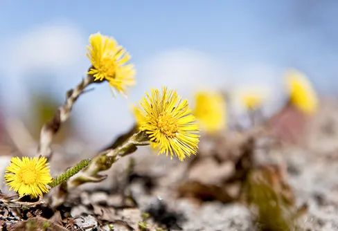 Var med på Vårkollen i år!