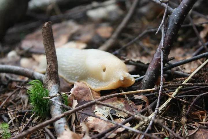 Klicka för att förstora