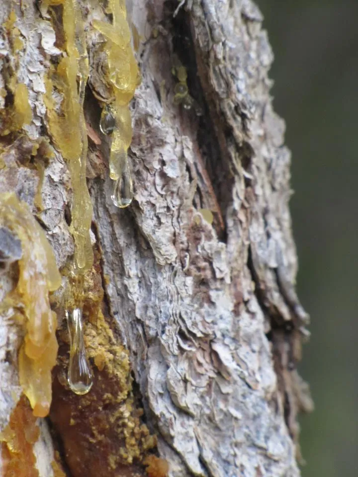 Klicka för att förstora