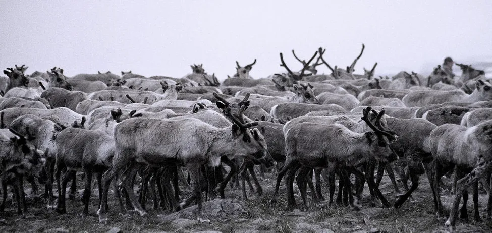 Klicka för att förstora