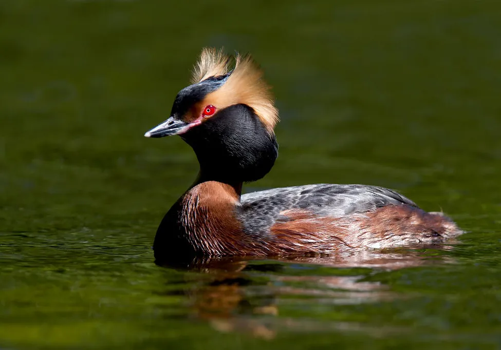 Klicka för att förstora
