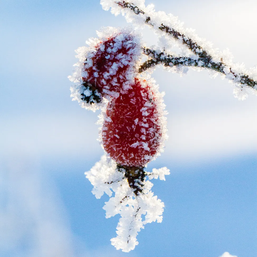 Klicka för att förstora