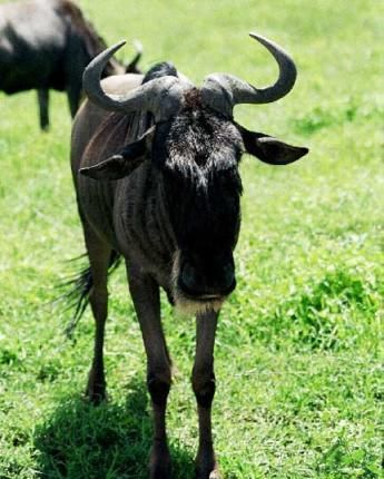 Bild Gnu Wildebeast Utsidan