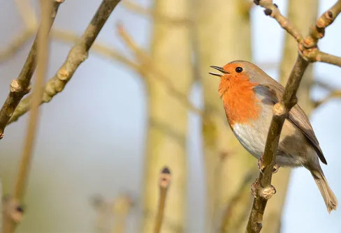 Fågelsångsnatt inatt
