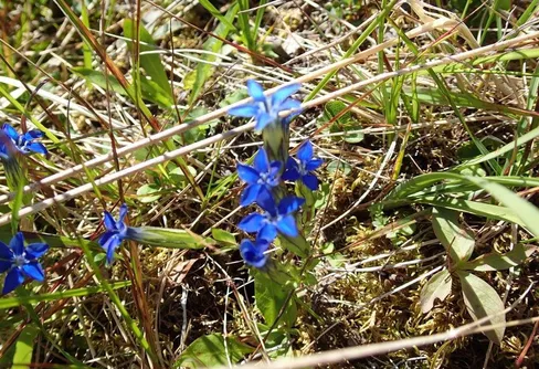 Vandring från Katterjaure till Vakkotavare 170806-13