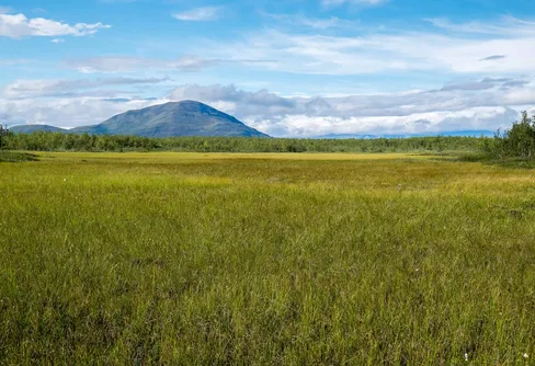 Rensjön och Rautas fjällurskog.