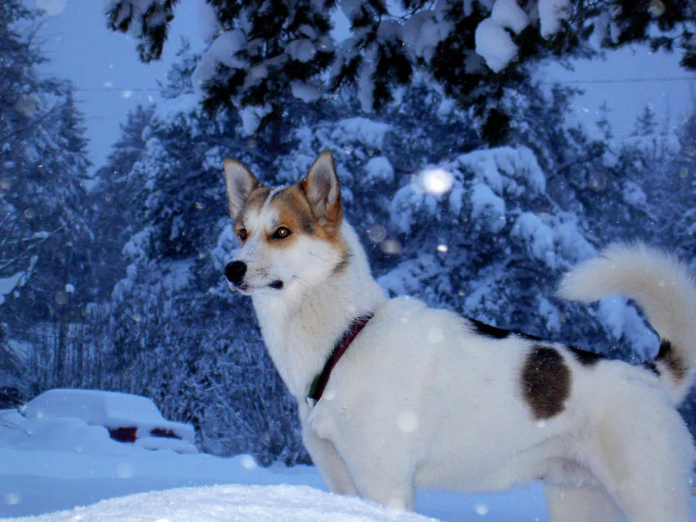 Klicka för att förstora