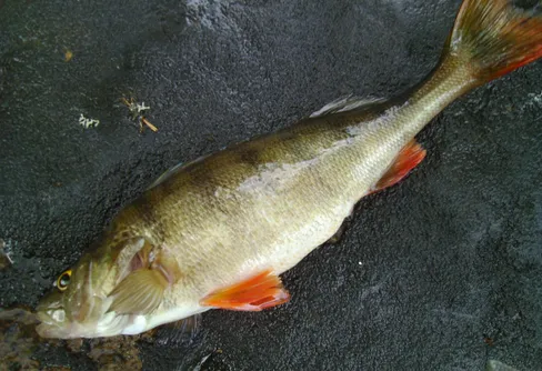 Fisketräff och fiske på Kåskatssjön