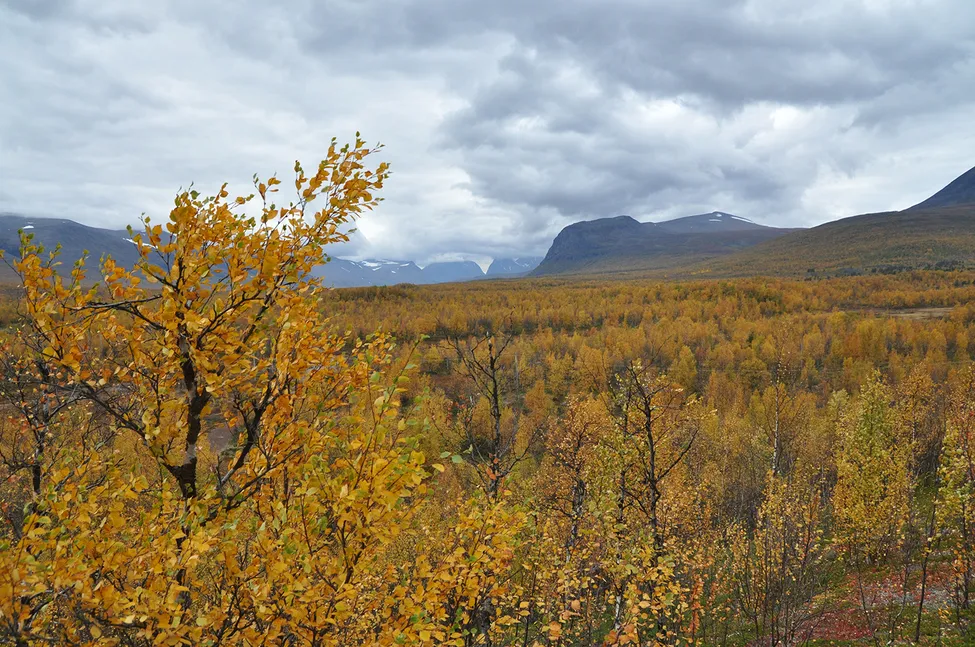 Klicka för att förstora