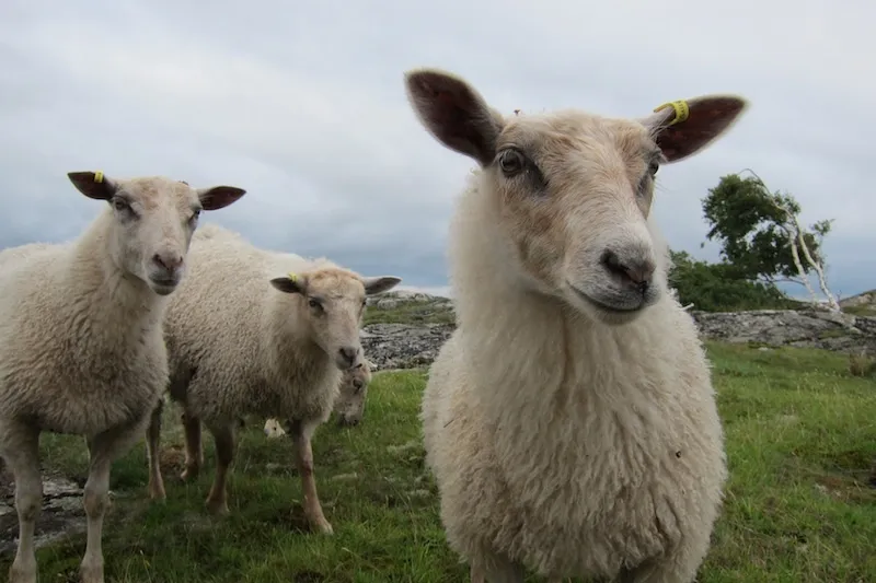 Klicka för att förstora