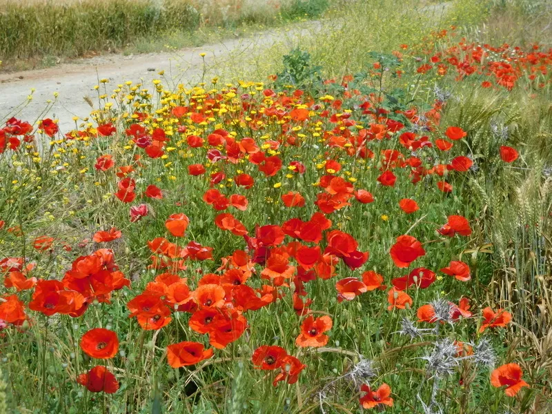 Klicka för att förstora