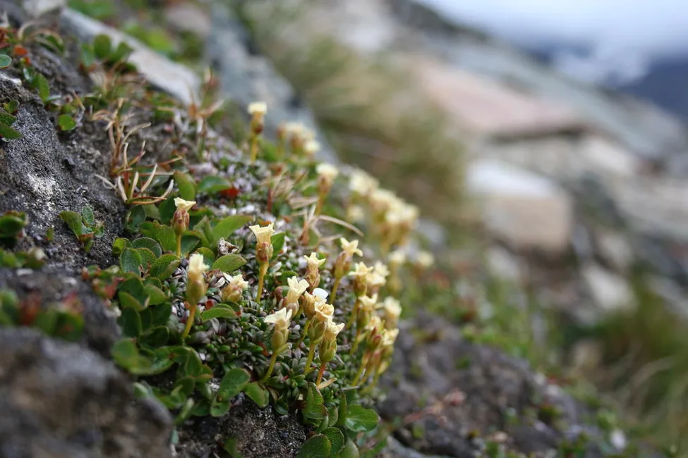 Klicka för att förstora