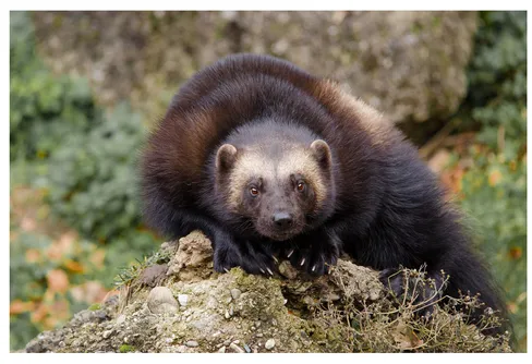 Järvstammen är oförändrad