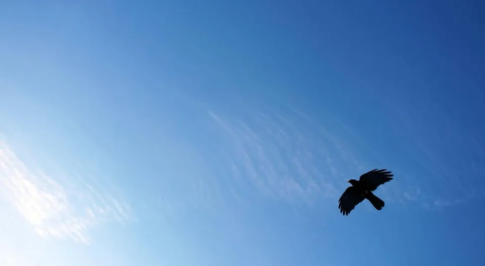 Klicka för att förstora