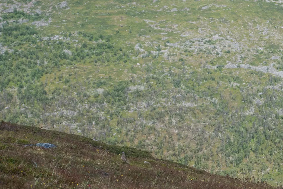 Klicka för att förstora