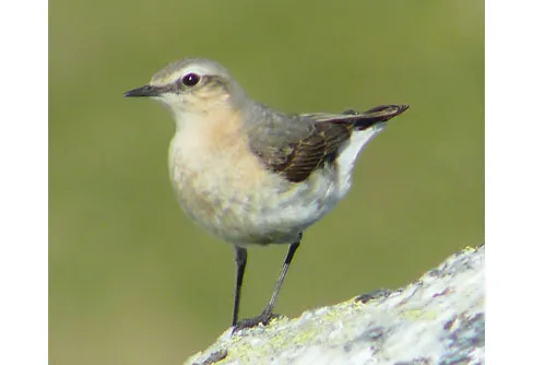 Vanliga fjällfåglar minskar i antal