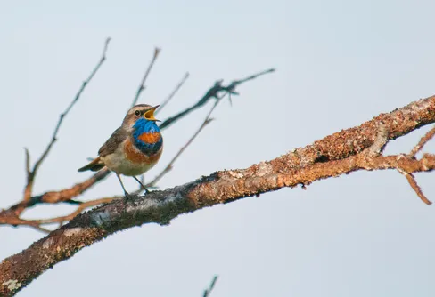 Årets fågelsångsnatt lördag 29 maj