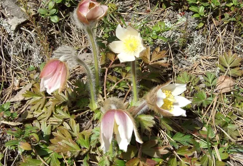 Två pensionärer på vårtur i Bergslagen