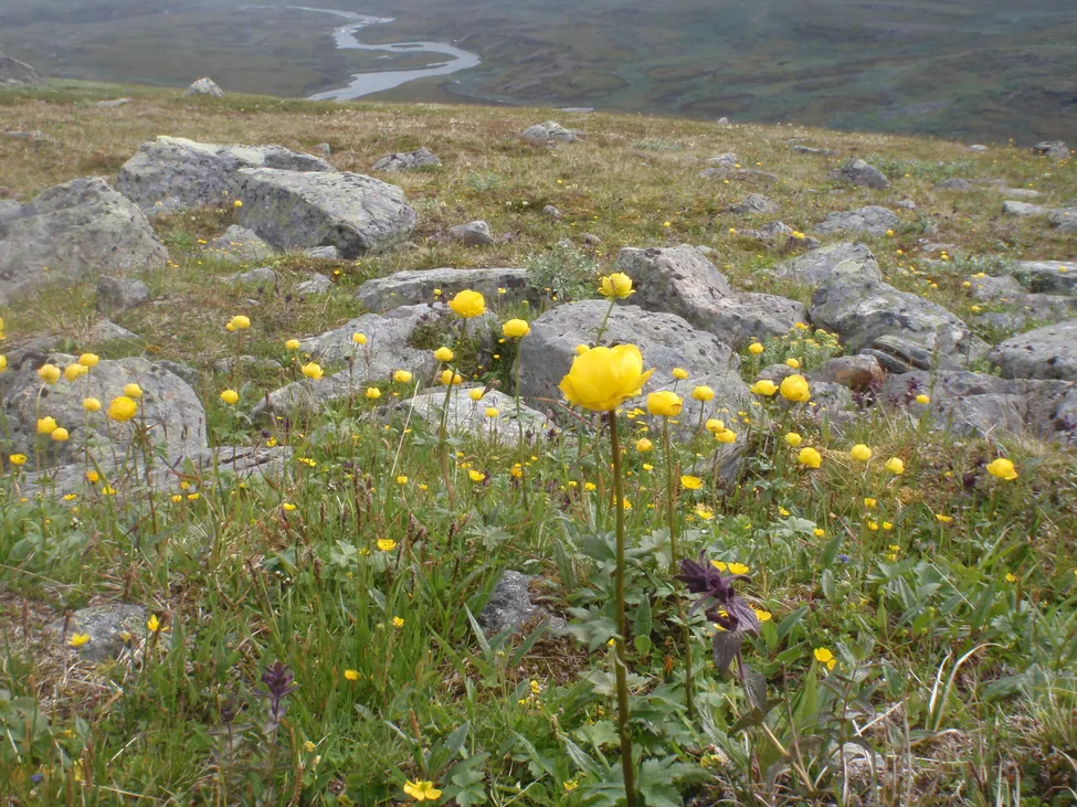 Klicka för att förstora