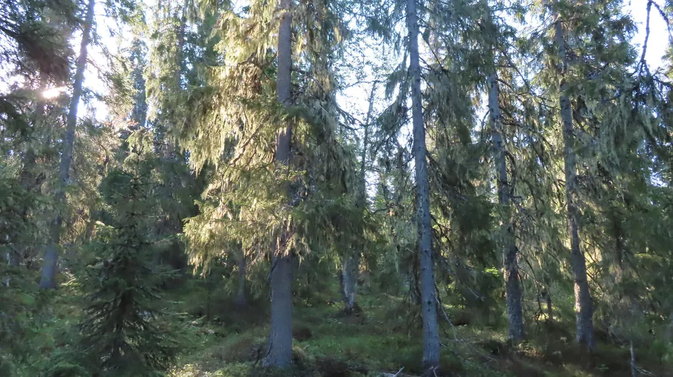 Klicka för att förstora