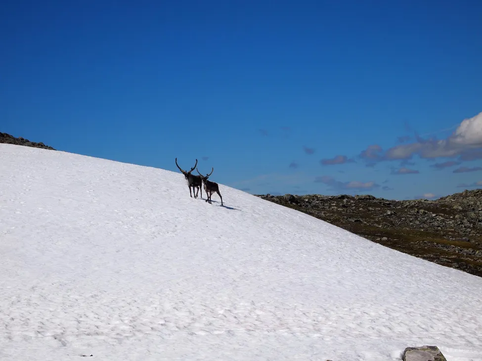 Klicka för att förstora