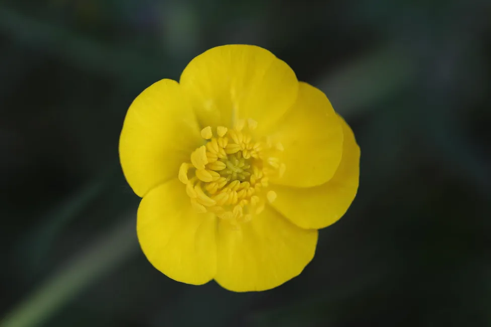 Klicka för att förstora